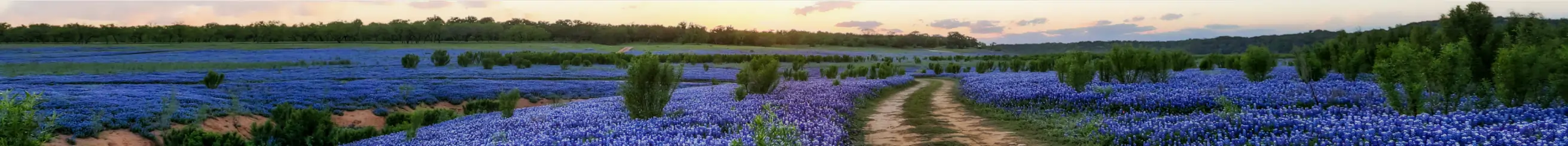 Dirt path through a field of flowers.